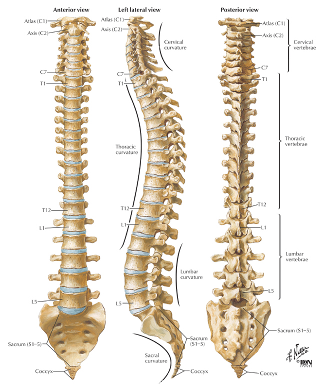 segments of spinal cord. The spinal cord